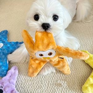 かわいい目と口を持つ1/4パックスターぬいぐるみペットのおもちゃ-歯が生えるとトレーニングのための伸縮性のある非毒性のきしむ犬と猫のおもちゃ、紫、青、黄色、オレンジのインタラクティブな遊び心のあるおもちゃ（電池なし）