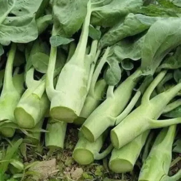 Hạt Giống Cải Làn mập - Cải Rổ (gói 10gr) 4