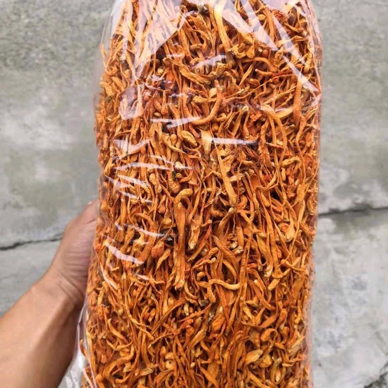 Đông Trùng Hạ Thảo Sấy Khô 100gr 4