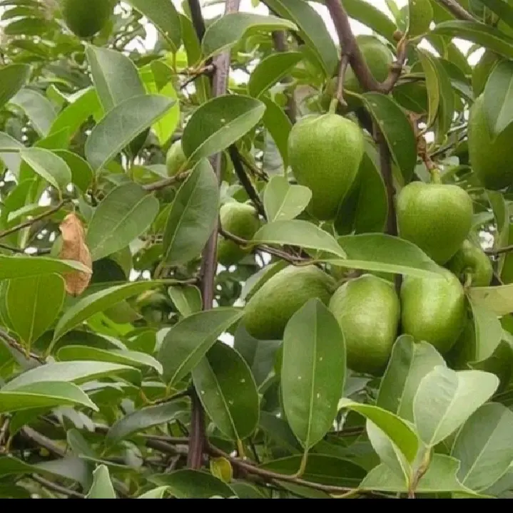 Cây bình bát (trái bình bát sống )để lăng bướu cổ.