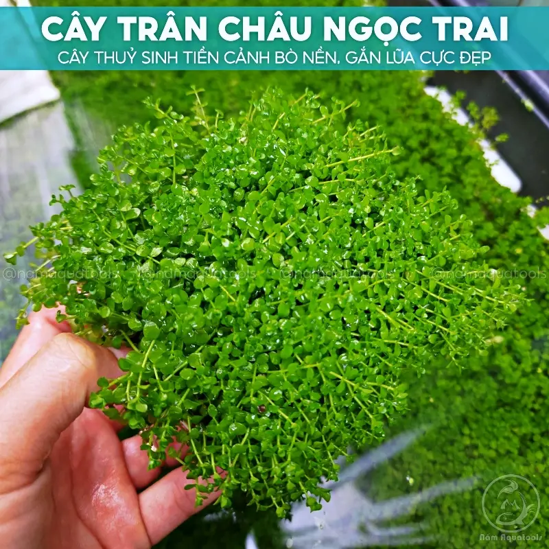 Cây Trân Châu Ngọc Trai - Cây thuỷ sinh tiền cảnh 0