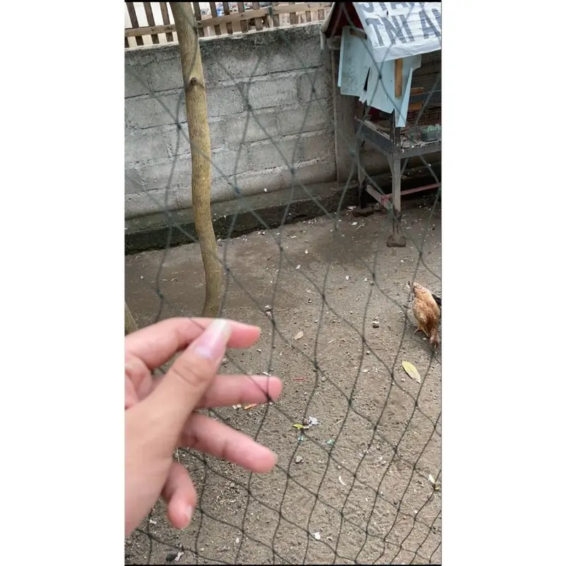 Jaring Pagar Ayam Lebar 3 Meter / Jaring Kandang Ayam / Jaring Serbaguna / Jaring Burung / Jaring Taman / Jaring Pagar / Jaring Ayam / Jaring Pembatas / Jaring Unggas / Jaring Multifungsi / Jaring Kebun 1