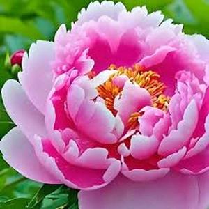 Semillas de Peonía Borla 100 Granos para Jardín Flores Densas y Esponjosas en Tonos Rosados Blancos o Rojos Planta Perenne de Fácil Cultivo y Larga Vida
