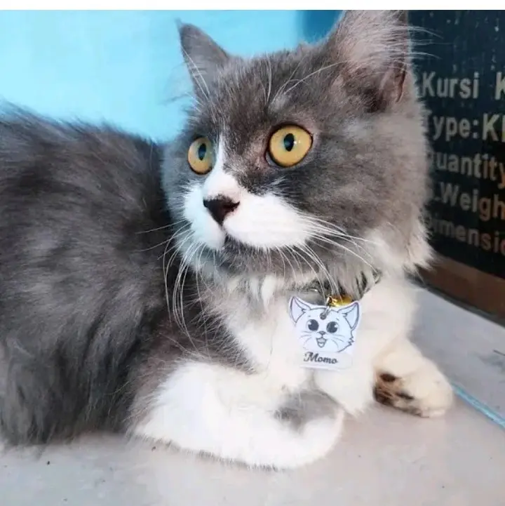 Kalung kastem Kucing Bermotif gambar dan warna talinya
