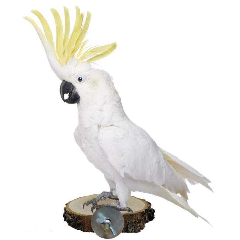 Product Introduction of Apple wooden parrot bird perch frame platform round 7