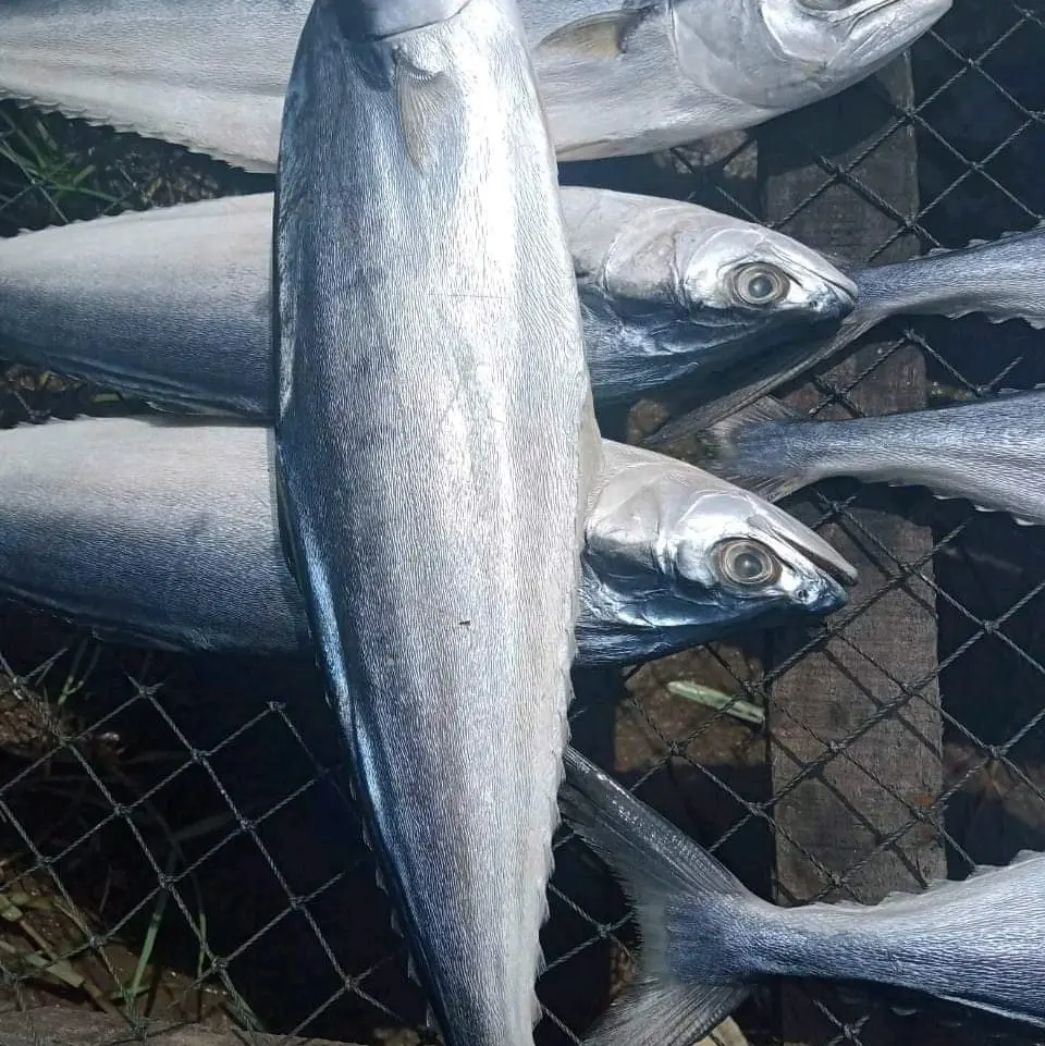 khô cá bè trang bự từ 5, 6 con  kg Tự nhiên