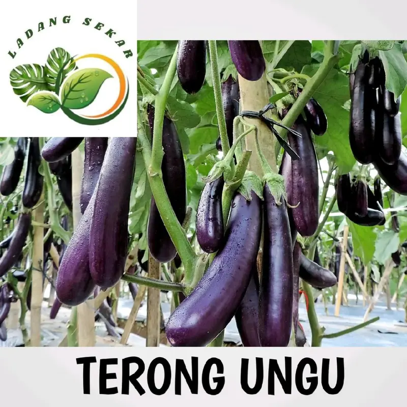 PAKET 20 MACAM BNIH Sayuran Premium + Bonus + Bibit Sayuran Lengkap + Bibit Unggul Siap Tanam Media Termudah 2
