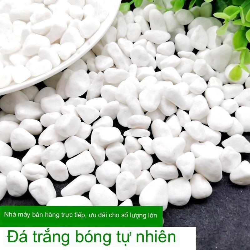5KG Sỏi trắng, đá trắng cao cấp, trang trí chậu cây, hồ cá, bể cá, tiểu cảnh, hòn non bộ thủy sinh, cây cảnh 0