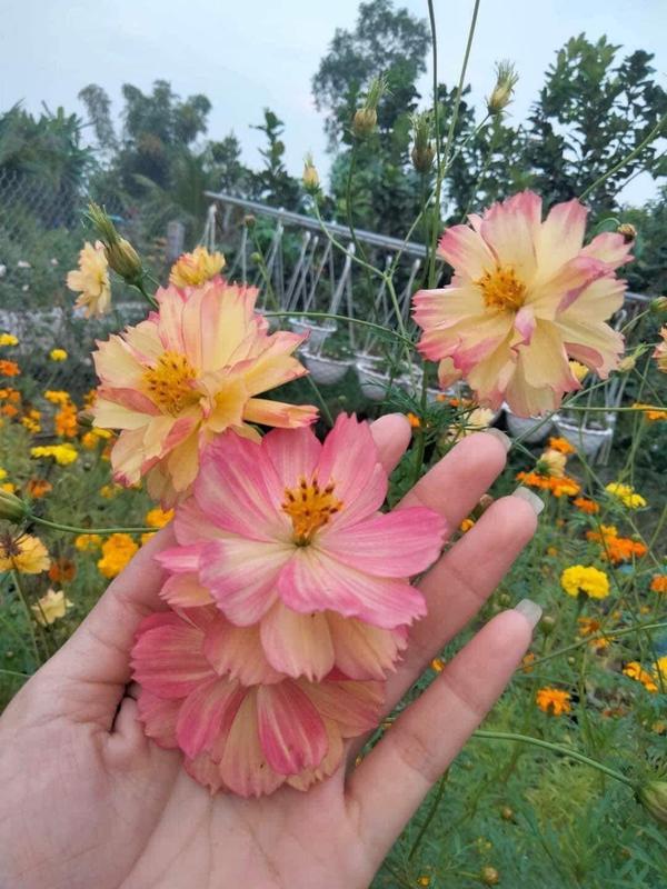  Hạt giống hoa sao nhái cánh kép mix màu 