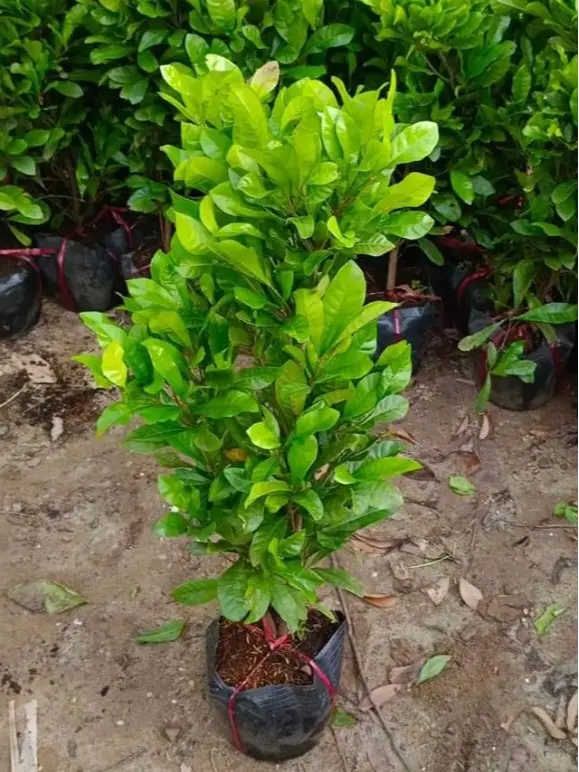 Cây giống Thần Kỳ- Synsepalum dulcificum- cây cảnh sinh trưởng khỏe 2