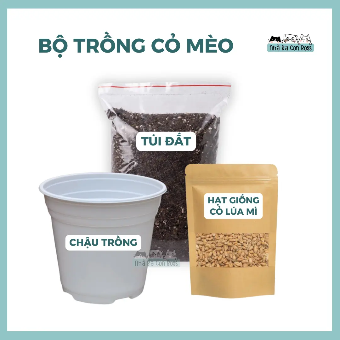 Bộ Trồng Cỏ Mèo/ Hạt Giống 100g/ Bao đất 1kg