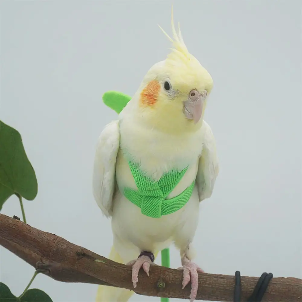 thfeng Macaw Adjustable Outdoor For Small Medium Birds Flying Training Bird Nylon Bird Harness Flight Training Rope Bite Bird Traction Belt