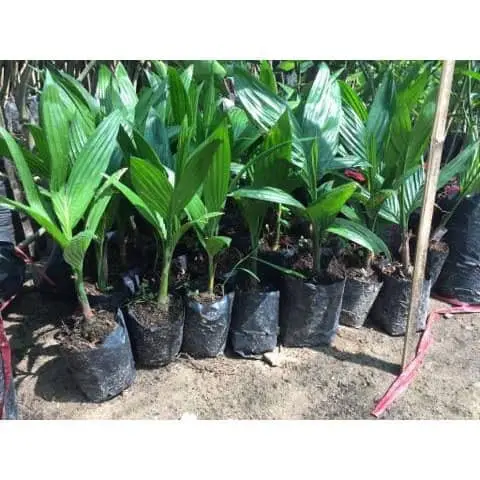 ( Nông Nghiệp Xanh ) CÂY CAU LÙN TỨ QUÝ