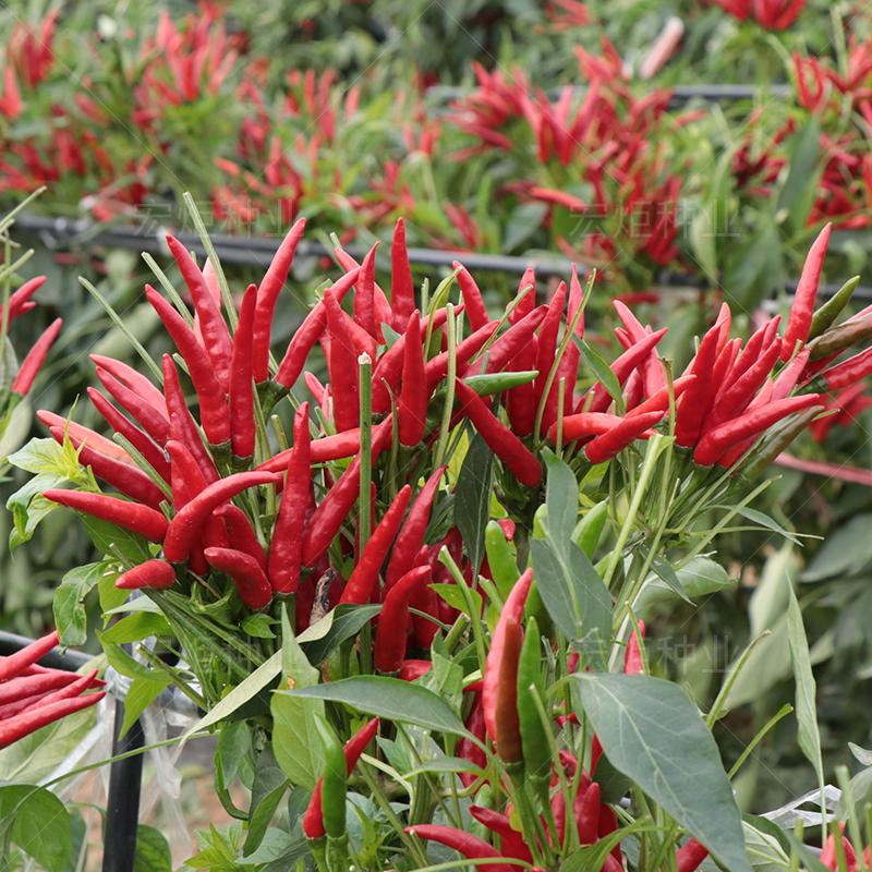 Chinese Sichuan Facing Heaven Chile Super Spicy Red Chili Pepper ...