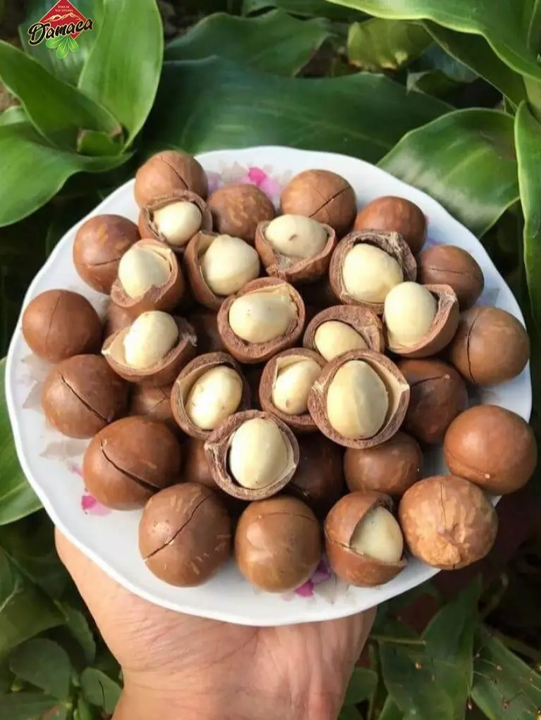 Hạt Macca sấy khô, nứt vỏ thơm ngon, ăn vặt bổ dưỡng hộp 1KG