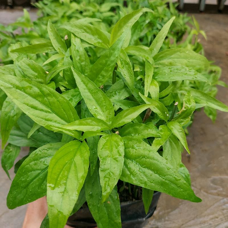 Cây xương khỉ (cây bìm bịp) giống, cây giống trồng bằng thân. Chậu 15-20 cây, cây dễ sống, dễ phát triển, dễ chăm sóc. 3
