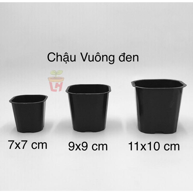 Combo 50/100 chậu nhựa vuông đen mini Cứng ươm cây, trồng seᵰ đá xương rồng, tiểu cảnh