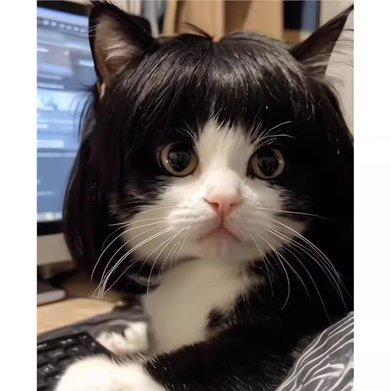 Rambut Palsu Kucing, Rekaan Lucu, Boleh Dipotong, Sesuai untuk Haiwan ...
