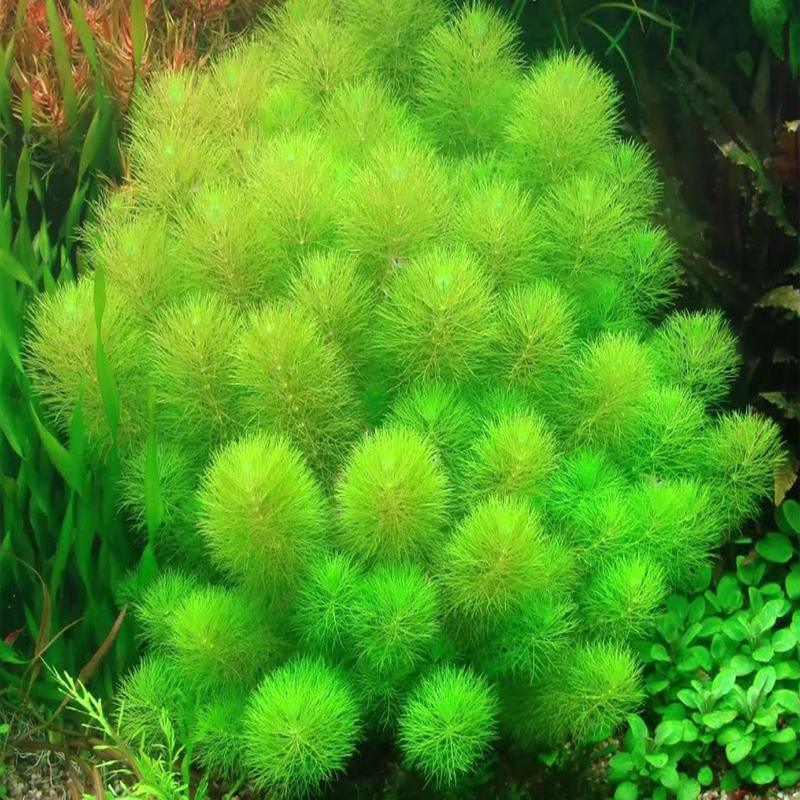 Cây tiểu bảo  tháp 15 nhánh trang trí 5