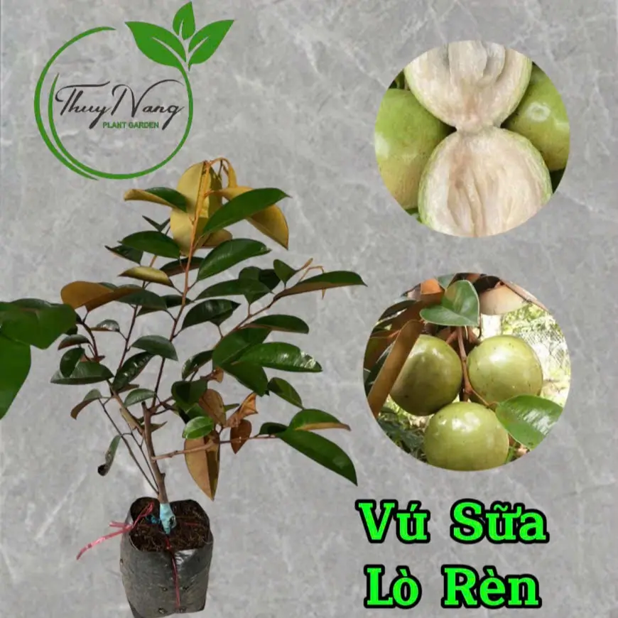 Cây giống Vú Sữa lò Rèn (chui cành)