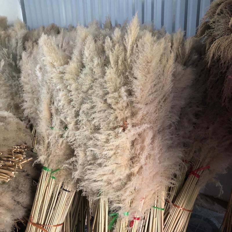 conbo 20 bông cỏ lau decor trang trí nhà cửa trang trí sự kiện,trang trí quán cafe,phim trường