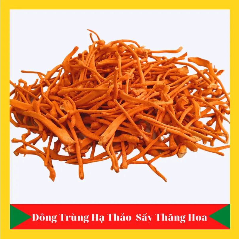 2.0G Đông Trùng Hạ Thảo Khô Tặng Táo Đỏ 1