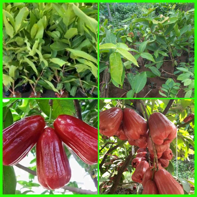  CÂY MẬN AN PHƯỚC    CÂY GIỐNG MẬN ĐỎ AN PHƯỚC  