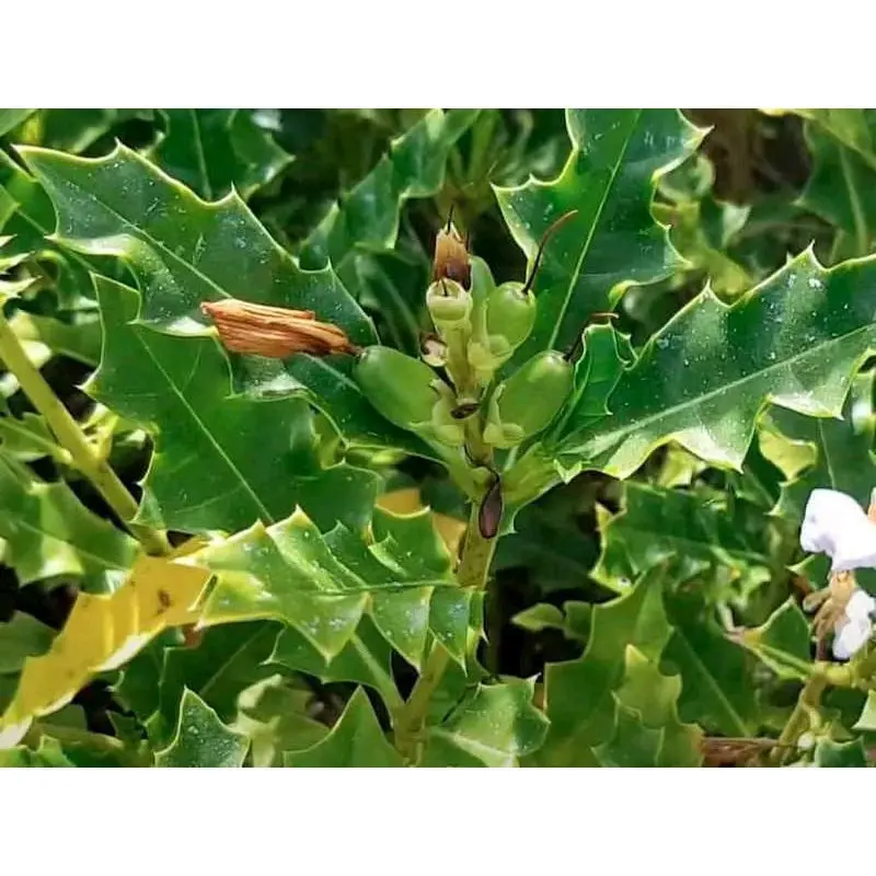 t.r.ái ô.rô t.u.o.i miề.n t.ây 50tr