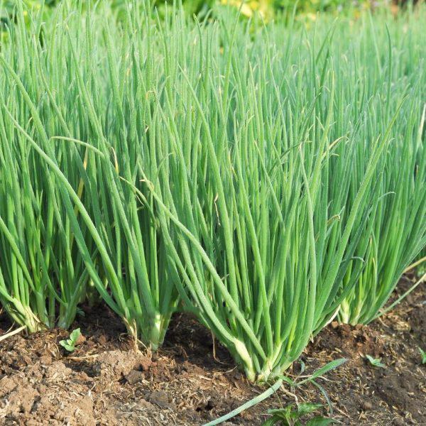  Hạt giống hành lá - hành hương cao sản  PTP31 