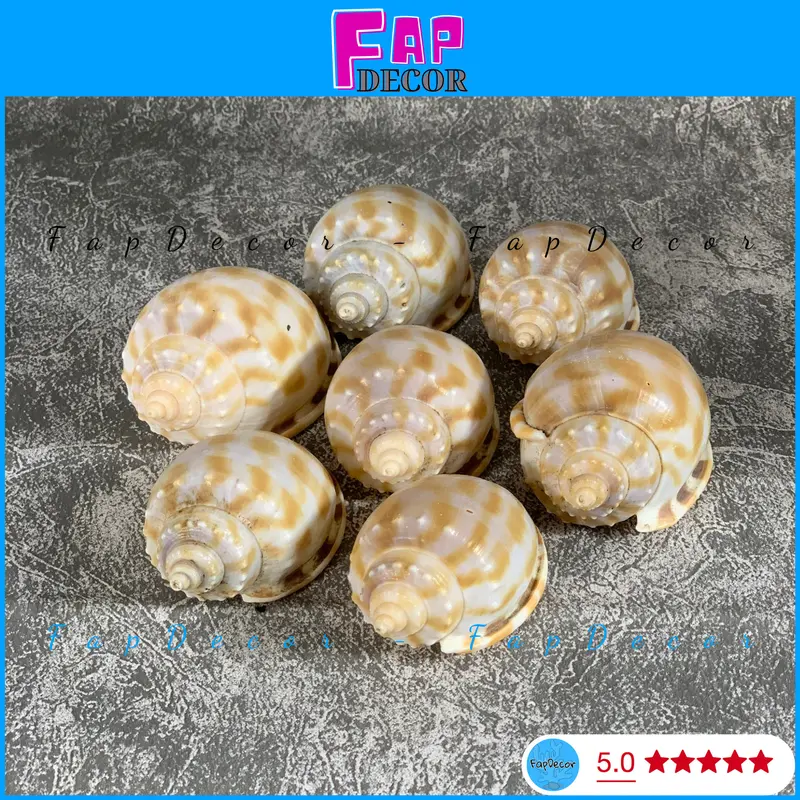 VỎ ỐC TỎI HỌA TIẾT CARÔ TRANG TRÍ BỂ CÁ THỦY SINH ỐC MƯỢN HỒN LÀM ĐỒ LƯU NIỆM, HAMDMADE RẺ ĐẸP - FAPDECOR 8