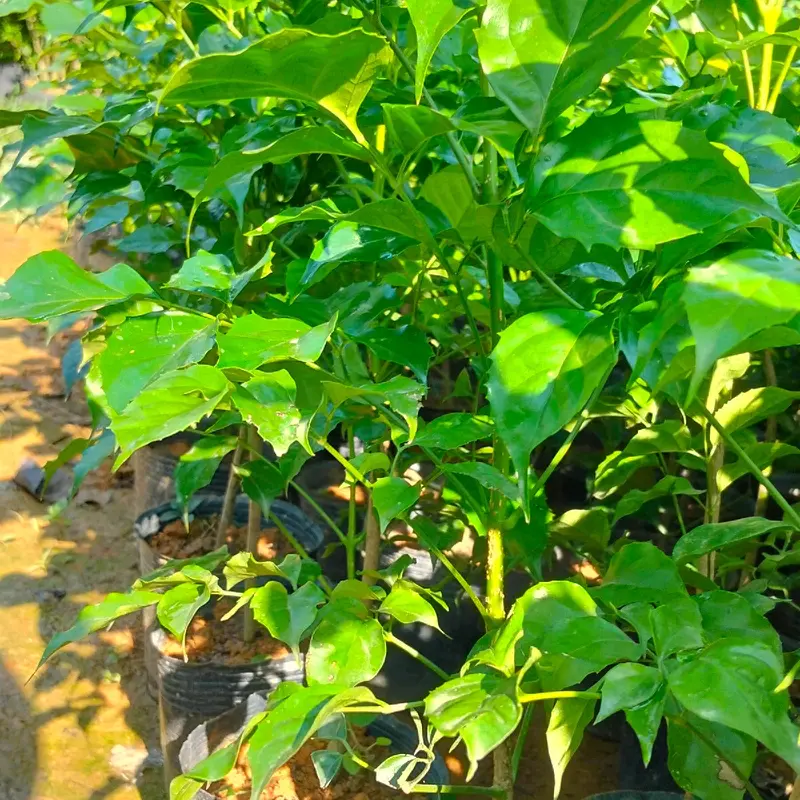 cây hạnh phúc.cao 25_45cm phù hợp để bàn nhận hàng như hình mua 5 tặng 1. 3