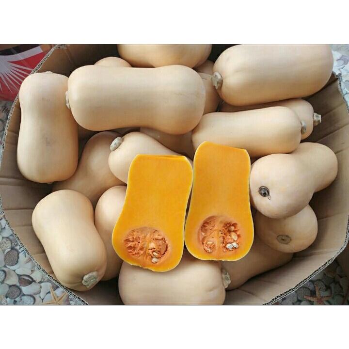 paket isi 15 Benih Biji Labu Madu Super Manis 2