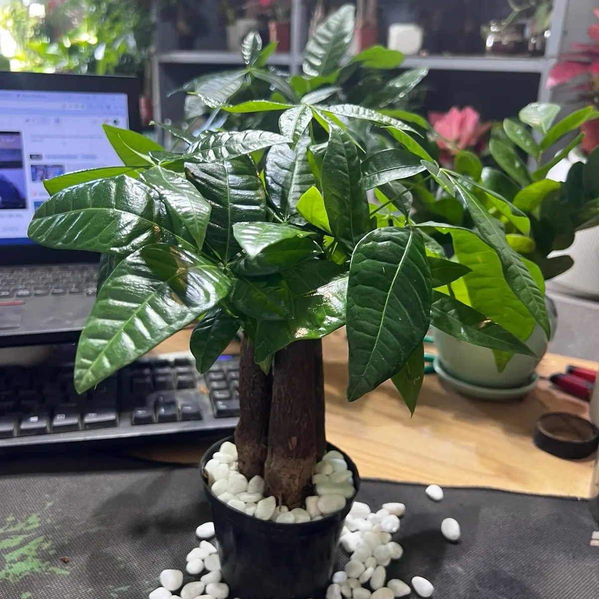 Cây kim ngân loại 3 thân để bàn cao 20cm