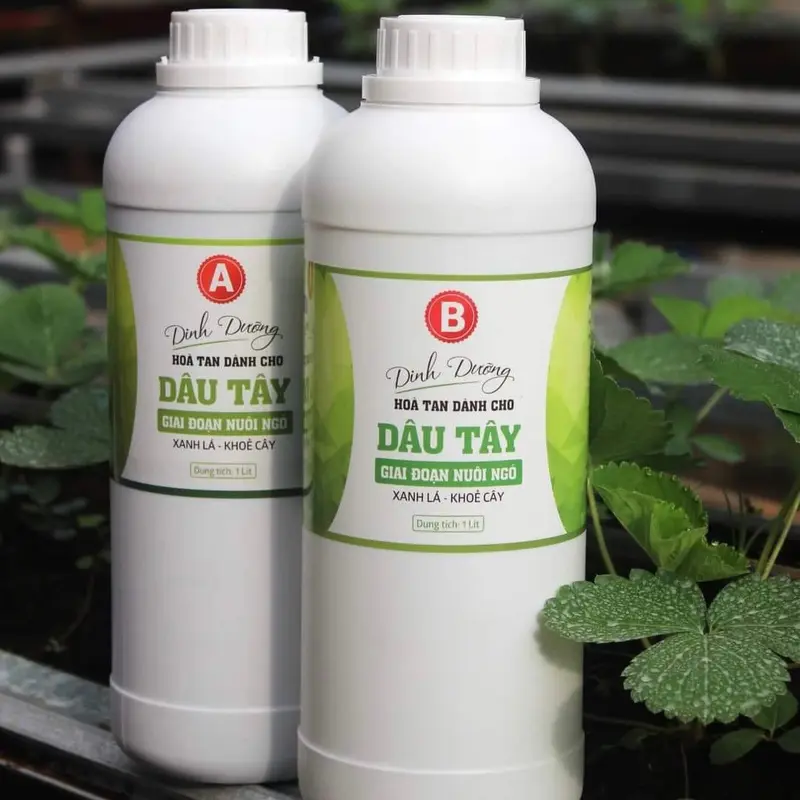 Phân bón cho cây dâu tây giai đoạn nuôi ngó 0