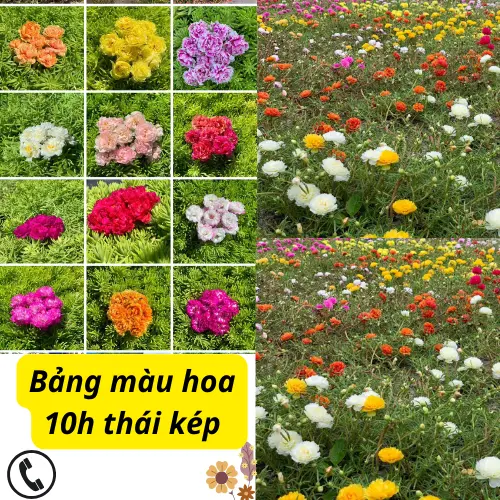 hoa mười giờ thái kép 12 màu khác nhau. cây dễ phát triển nhiều màu hoa 0
