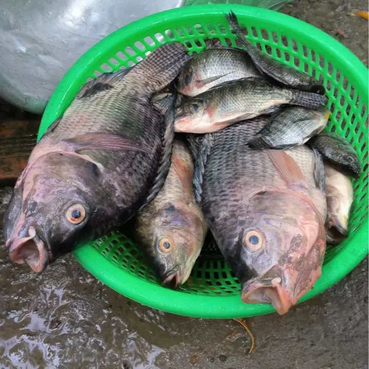 combo 4500g cám tặng 1 tơ nhện#tơnhện#trạngtháimồicâu#bộttaorong Đi Câu Fishing Bắt Cá Câu Cá Fish 5