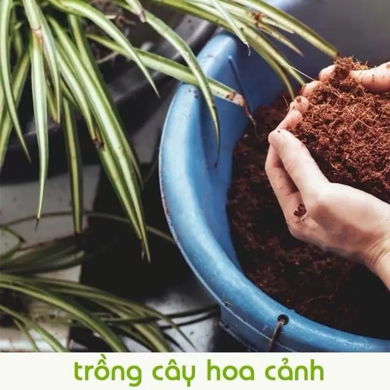 Combo 10 Viên Đất Trồng Cây Hữu Cơ ,Viên Đất Nén Xơ Dừa Tiện Ích Sạch Sẽ, Giữ Ẩm Cho Đất 2