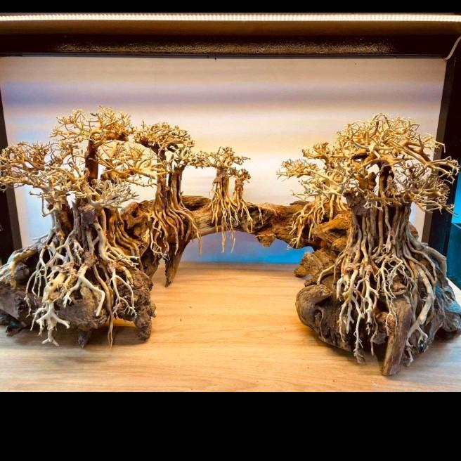 Layout trang trí bể cá cảnh, bể thủy sinh. KT 60 x 30. có 3 loại: Tán xương, tùng xanh, tùng đỏ. Dành cho bể cá 65 cm trở lên