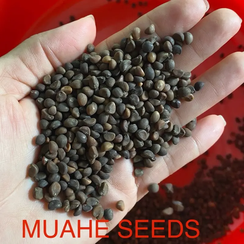 Hạt giống mầm rau muống Phú Nông - Gói 1kg 2