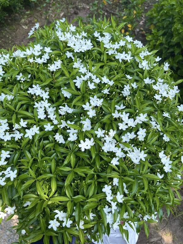 Combo 10 Cây Mai Vạn Phúc Cao 30,35cm - Trồng Sân Vườn, Hoa Trắng Tinh Khiết, Mùi Hương Tỏa Thơm Mát - Decor giống hoa hồng tú cầu giống  cây hạt  giống hạt  giống cây  giống cỏ  trồng