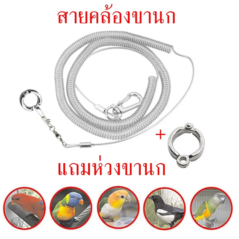 💕จัดส่งที่รวดเร็ว  แถมห่วงขานกสายคล้องขานก สายจูง สายจูงนกแบบยึด ได้ยาว 3เมตร สายสำหรับฝึกอบรมนกแก้ว ห่วง  ขา นกกรงหัวจุก