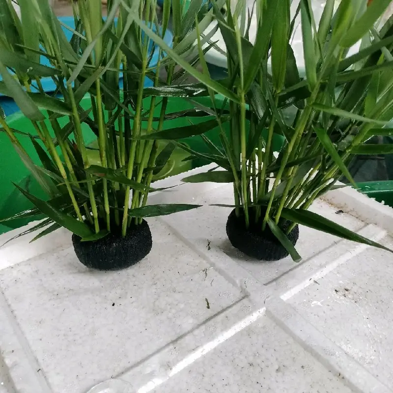 Tre nước gắn sẵn giá thể dinh dưỡng ( tặng 1 bịch bèo tai chuột) . 3