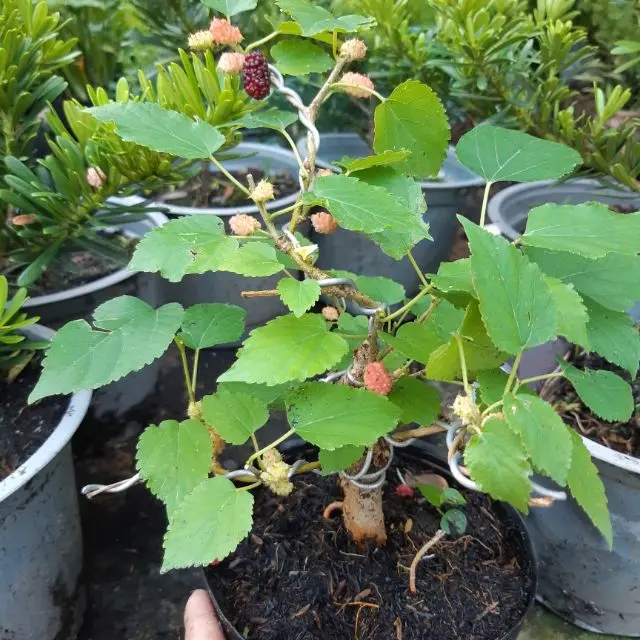 cây dâu tằm bonsai mini để bàn cây đang trái 3