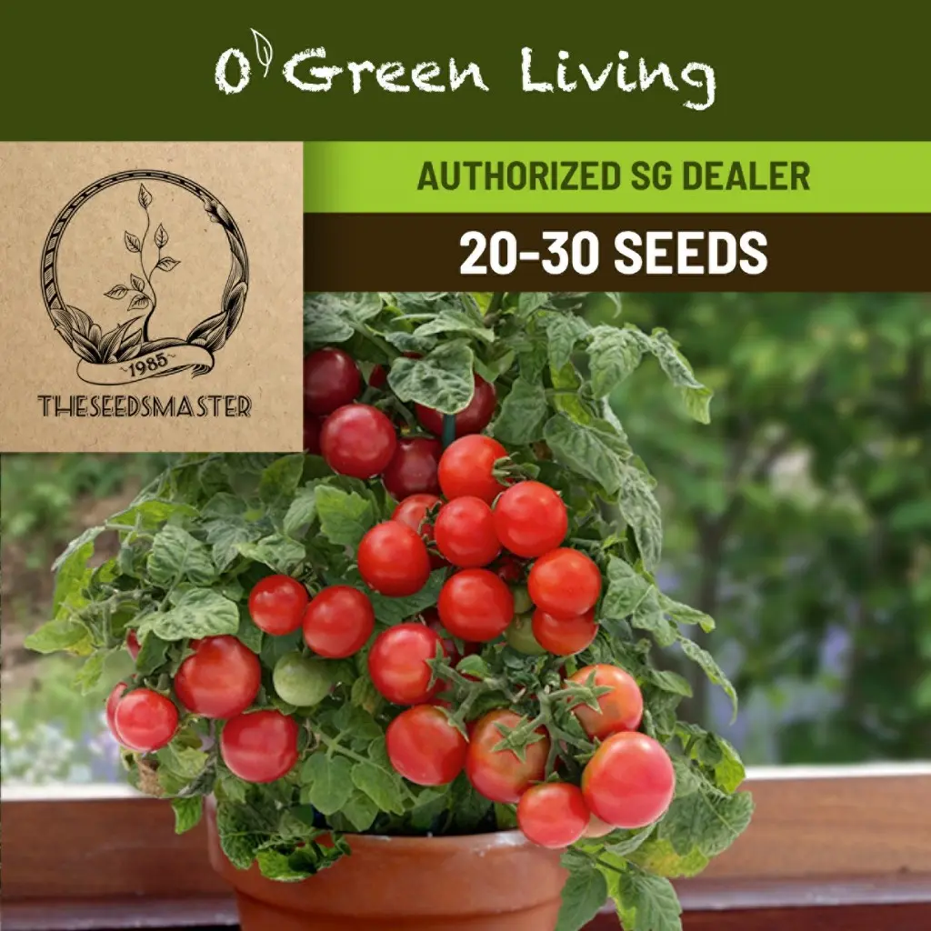 S110 Tomato 'Vilma' - OGL
