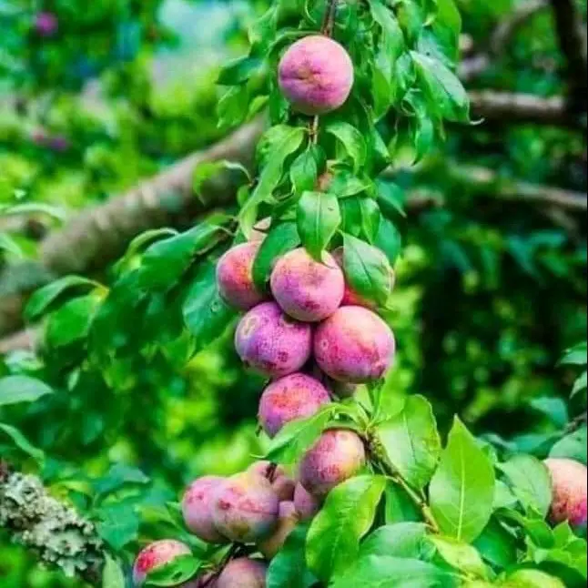 Cây Giống Mận Hậu Sơn La (cây chiết nhanh cho trái) ảnh thật 3-4