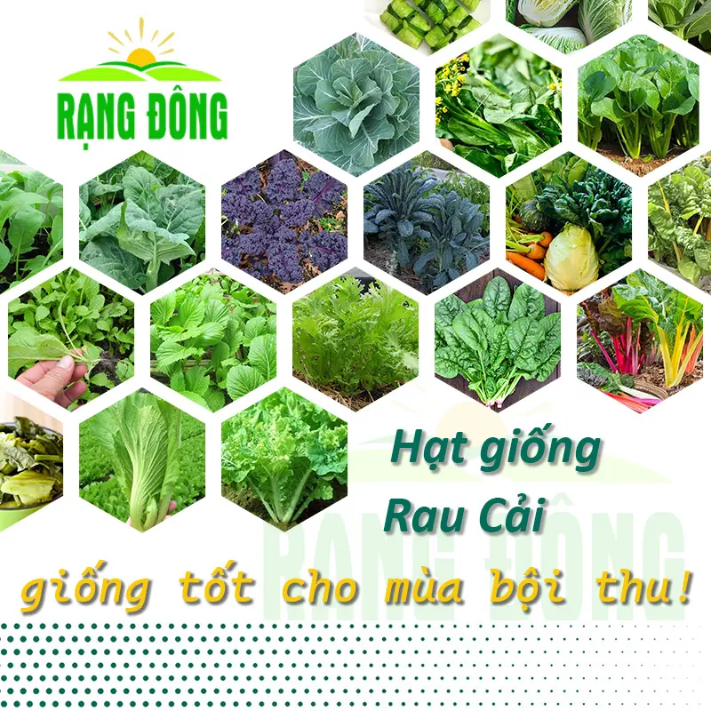 Hạt giống Rau Cải Rạng Đông nảy nầm tốt, sinh trưởng khỏe, nhanh thu hoạch, dễ chăm sóc - Rạng Đông Seeds
