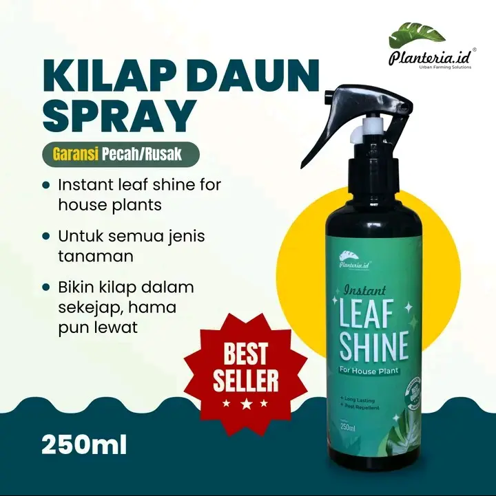KILAP DAUN SPRAY BAGUS UNTUK AGLONEMA AA