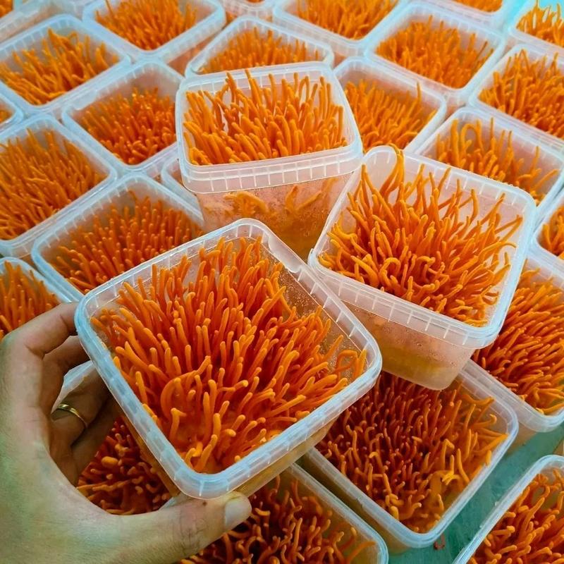 (Mua 3 Khay Tặng Sâm) Trà Nấm Đông Trùng Hạ Thảo Tươi Hữu Cơ