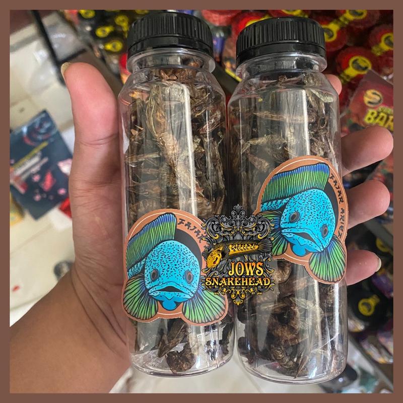 Udang jahat fajar arief original free sticker barca - Shop | Tokopedia