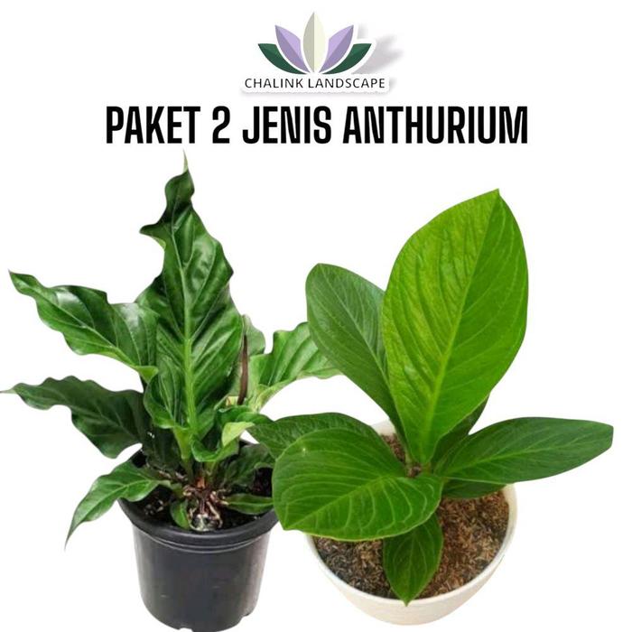 Jual Paket 2 Jenis Anthurium - Anthurium Jemanii - Anthurium Gelombang  Cinta - Tanaman Hias Anthurium - Kab. Bogor - Toserba Serbi Murah |  Tokopedia